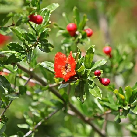 Oda ve Kahvaltı Kas Doga Park Hotel