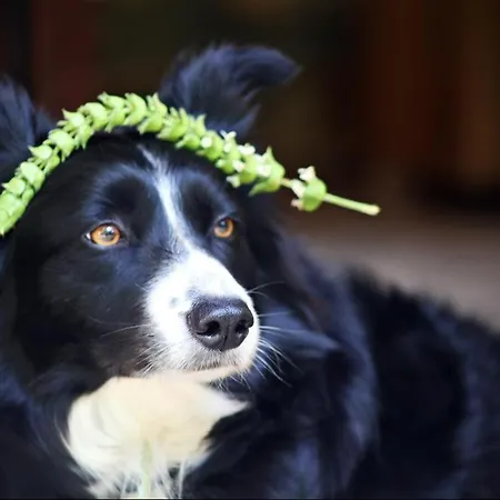 卡斯多嘎公园酒店 住宿加早餐酒店 卡斯