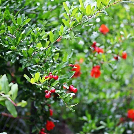 住宿加早餐酒店 卡斯多嘎公园酒店 *