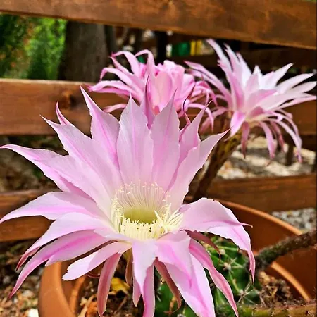 卡斯多嘎公园酒店 住宿加早餐酒店 *