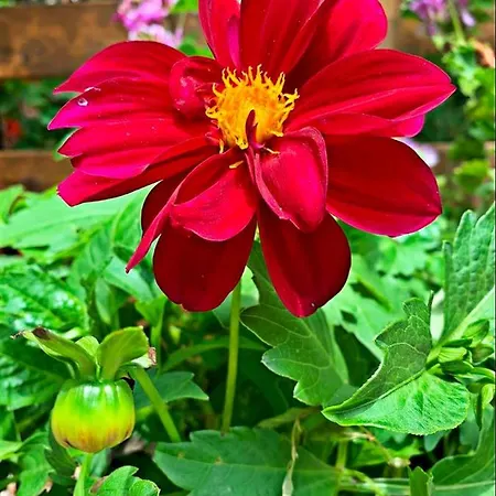 卡斯多嘎公园酒店