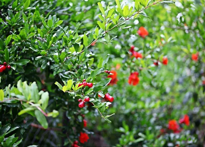 Bed & Breakfast Kas Doga Park Hotel *