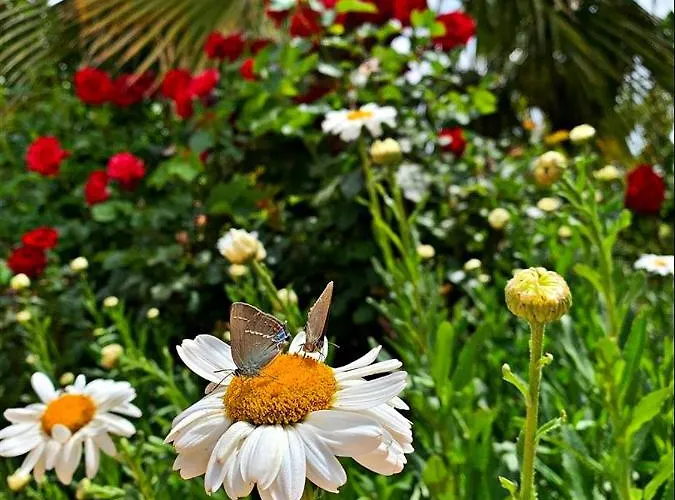 Kas Doga Park Hotel Kas