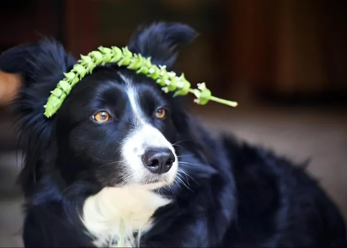 Kas Doga Park Hotel Отель типа 