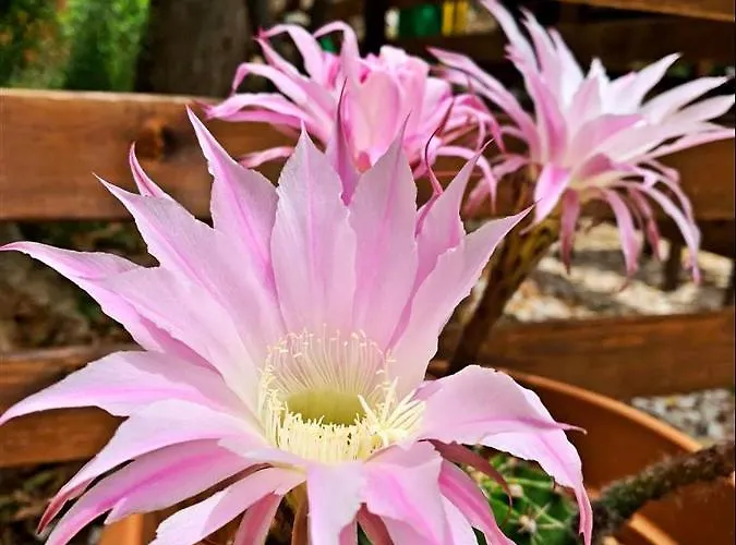 Kas Doga Park Hotel Отель типа 