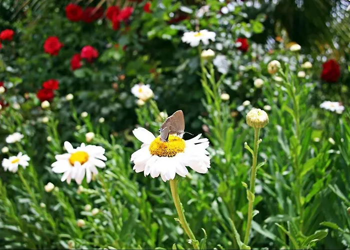 Kas Doga Park Hotel *