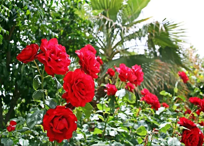 Kas Doga Park Hotel * Каш